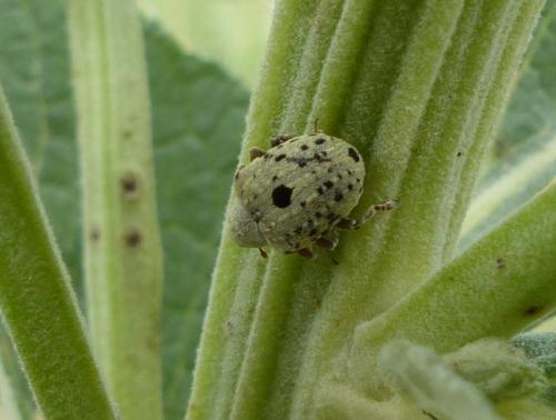 Réf. 277 647 : Cionus sp.